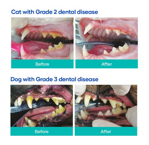Does Petsmart do teeth cleaning?