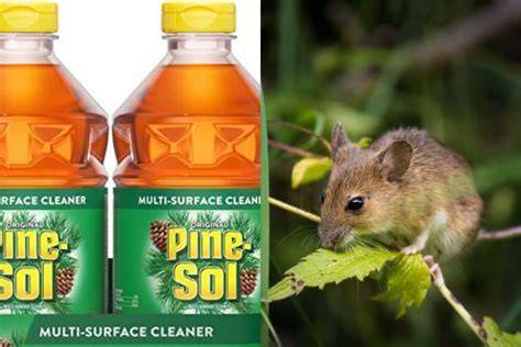 Does Pine-Sol Really Deter Mice?