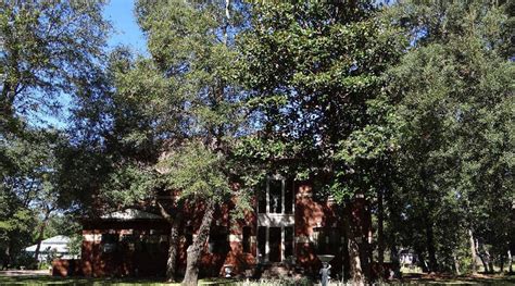 Does saltpeter kill trees?