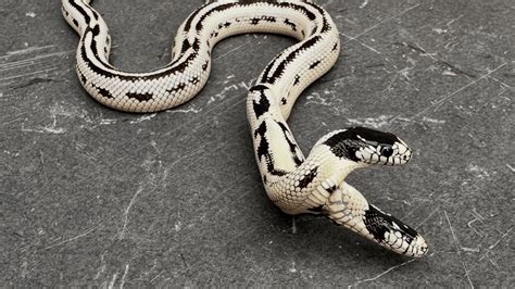 Does two headed snake exist?