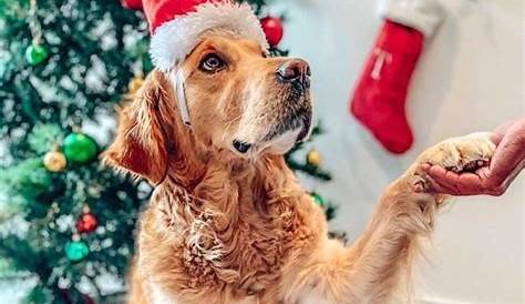 Doggie Treat Dog Advent Calendar 2021 - Little Advent Boxes