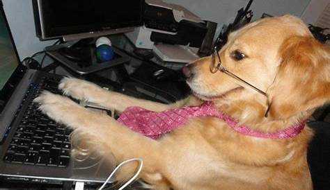 Dog behind a computer - Imgflip