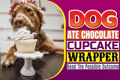 Dog Ate Cupcake Wrapper? Don't Worry, Make These Delicious Cupcakes!