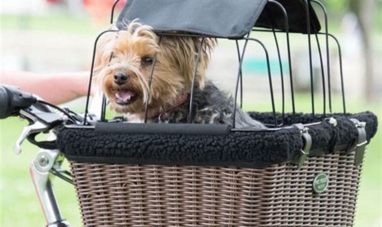 Unleash Adventures: Explore the World with Your Dog in a Bicycle Basket