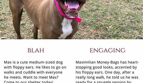Dog Bio Resume Pet One Pager Rental Pet Profile Foster Cat - Etsy