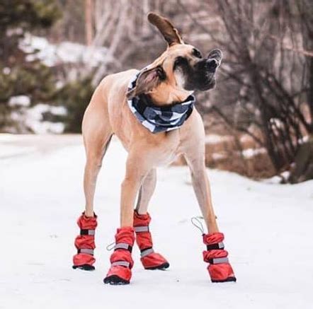 Dog Boots for Great Danes