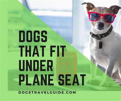 Can I Take My Dog On a Plane? Dogs, Taking dog, Dogs on