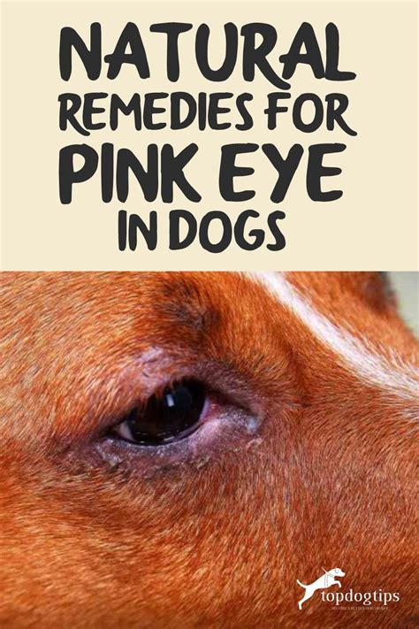 Treatments and Home Remedies To Cure Conjunctivitis In a Dog YouTube