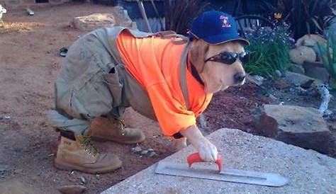 Construction dog Immagini divertenti, Divertente, Immagini