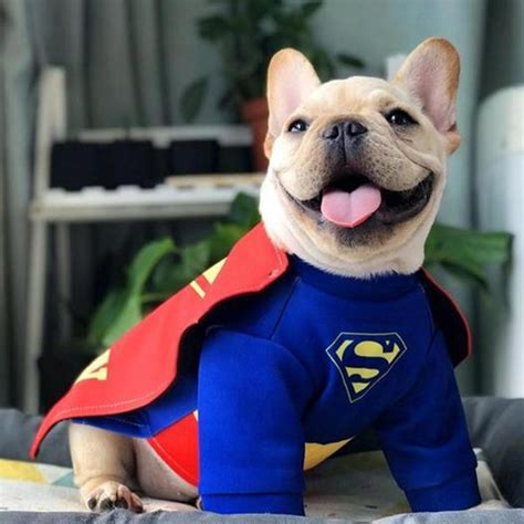 Best 25+ French bulldog halloween costumes ideas on Pinterest French