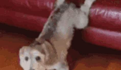 Dog Funny GIF - Dog Funny Dance - Discover & Share GIFs