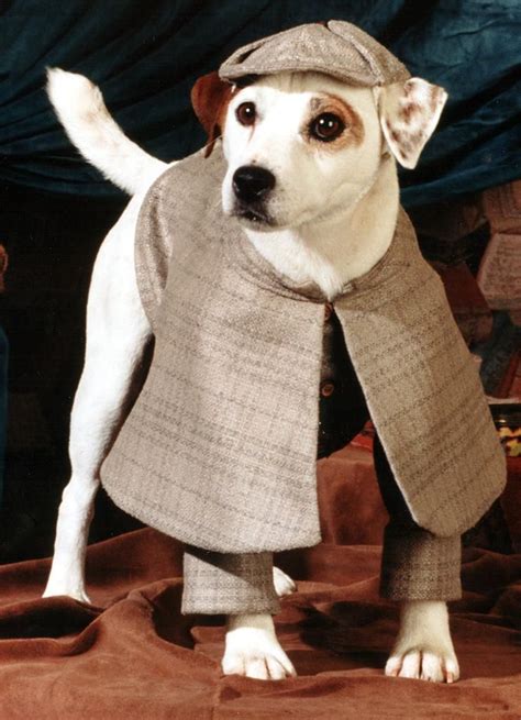 Sherlock Holmes Dog Costume Detective Dog Costume Dog Etsy New Zealand