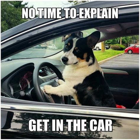 Dog driving car Animal jokes, Car, Dogs