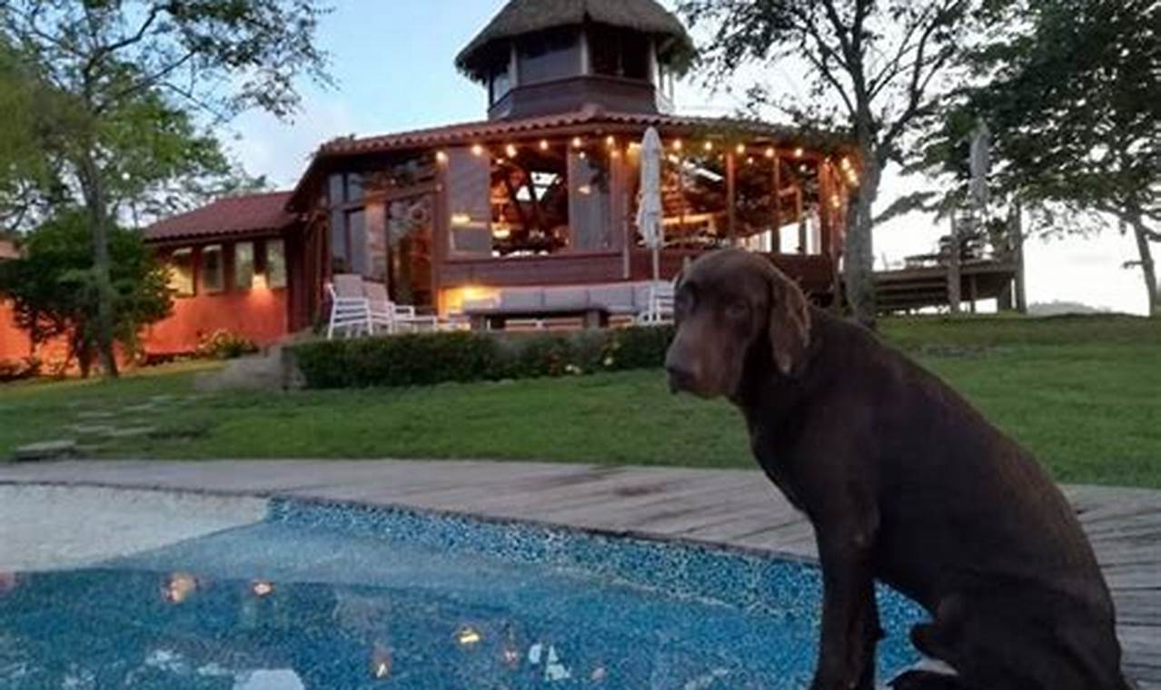 Discover the Top Dog-Friendly All-Inclusive Resorts in NYC: Your Ultimate Guide to Unforgettable Canine Vacations
