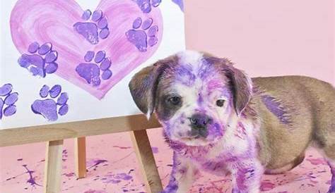 30 Adorable Works Of Art Made By Even More Adorable Pawcassos in 2020