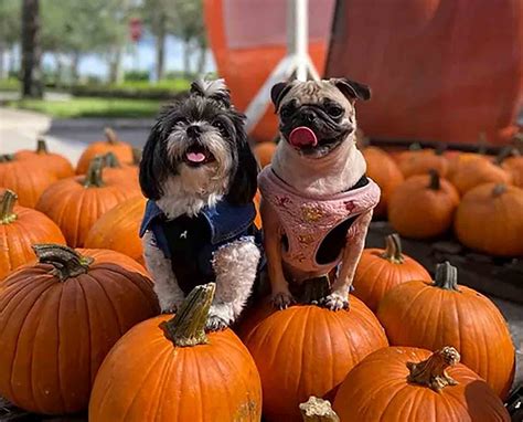 Guide To LA's Local Pumpkin Patches & Hayrides