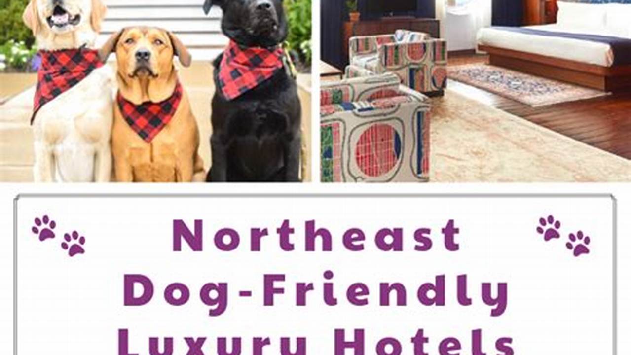Discover 10+ Pet-Friendly Hotels in New York City: A Dog's Paradise!