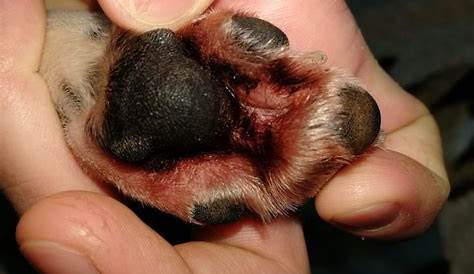 Why Are My Dog's Paws Pink? Is It Normal? - PawsGeek
