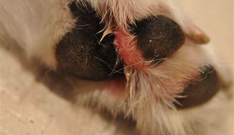 Dog Paw Pad Infection | Cuteness