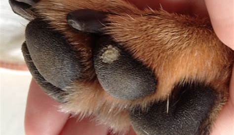 What color should a dog's paw pad be? [Depends on Age and Breed]