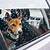 dog in cold car