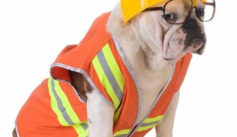 Dog In Construction Worker Costume Wiener Wiener , Weiner