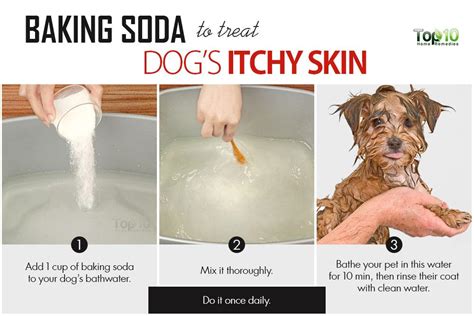 Home Remedies to Deal with Your Dog’s Itchy Skin Page 2 of 3 Top 10