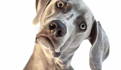 Confused Dog Stock Photos, Pictures & Royalty-Free Images - iStock