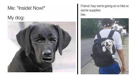 62 Adorable Dog Memes That Will Make You Laugh All Damn Day | Thought