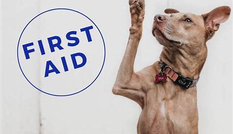 Pet First Aid: How to bandage your pet’s paw in case of emergency