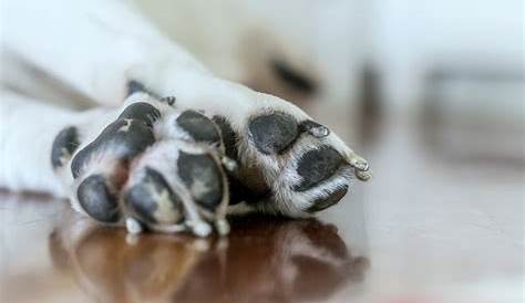 Dog Paw Pad Injury: What to Do for Flaps, Burns, Cuts, & More - Dr