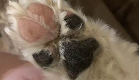 My dog’s paw pads are half black/half pink