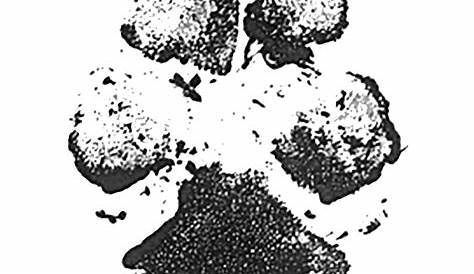4 Grunge Paw Print (PNG Transparent) | OnlyGFX.com