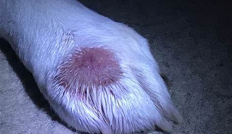 Treating a Swollen Dog Paw - Emergency Vet 24/7
