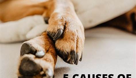 Dry, cracked dog's paw pad. Otherwise known as hyperkeratosis, this