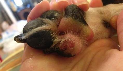 How long does it take for a dog’s torn paw pad to heal and what can we
