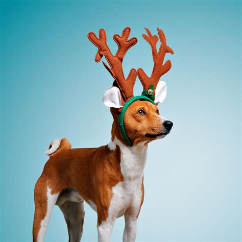 Reindeer with Sleigh Dog Costume Costume Pop
