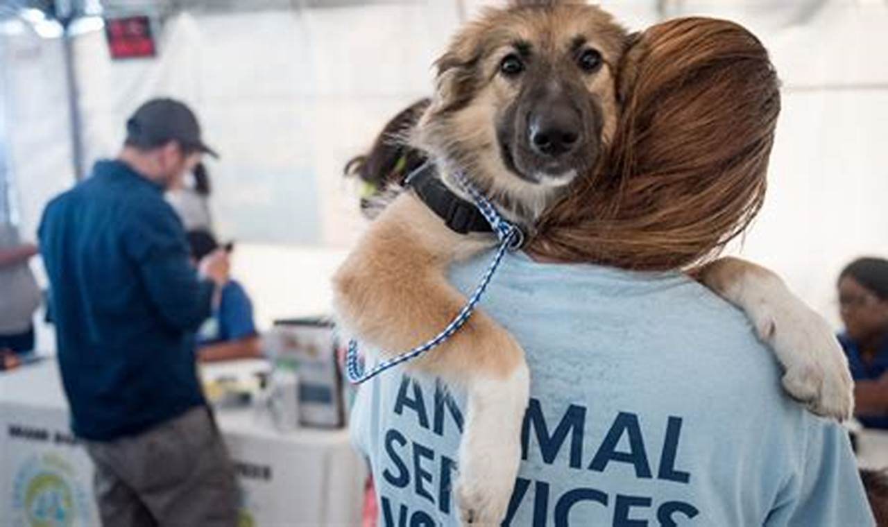 Volunteer at a Dog shelter Near Me: A Guide for Animal Enthusiasts