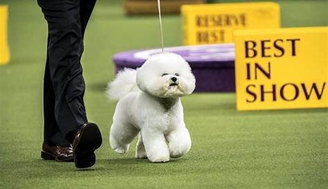 Westminster Dog Show 2023 winners: A complete list including Best in