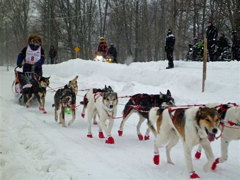 UP200 Dog Sled Race Marquette Michigan