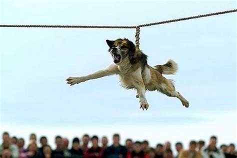 Dog spinning Bulgaria ESDAW