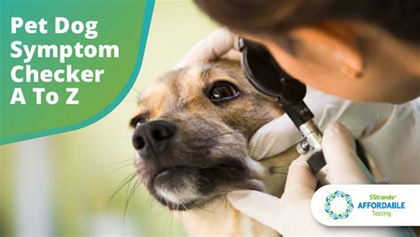Heart Murmur in Dogs Symptoms, Diagnosis, Treatment UK
