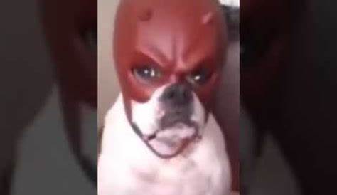 Dog Reaction To Mask #43 - YouTube