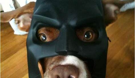Batman was never as cute than when you dog became a super hero. This