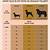 dog years conversion chart