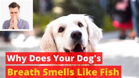 Dog's Breath Smelling Like Fish