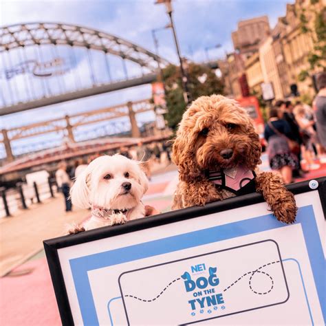 Dog Activities Newcastle