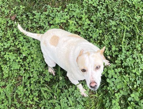 dog adoption anderson sc