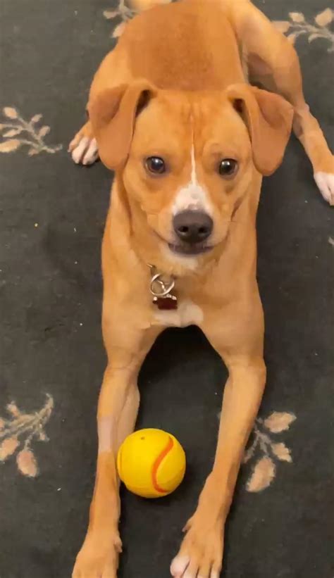 Dog Adoption Apartment