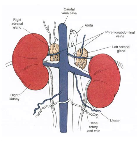 dog adrenal gland anatomy